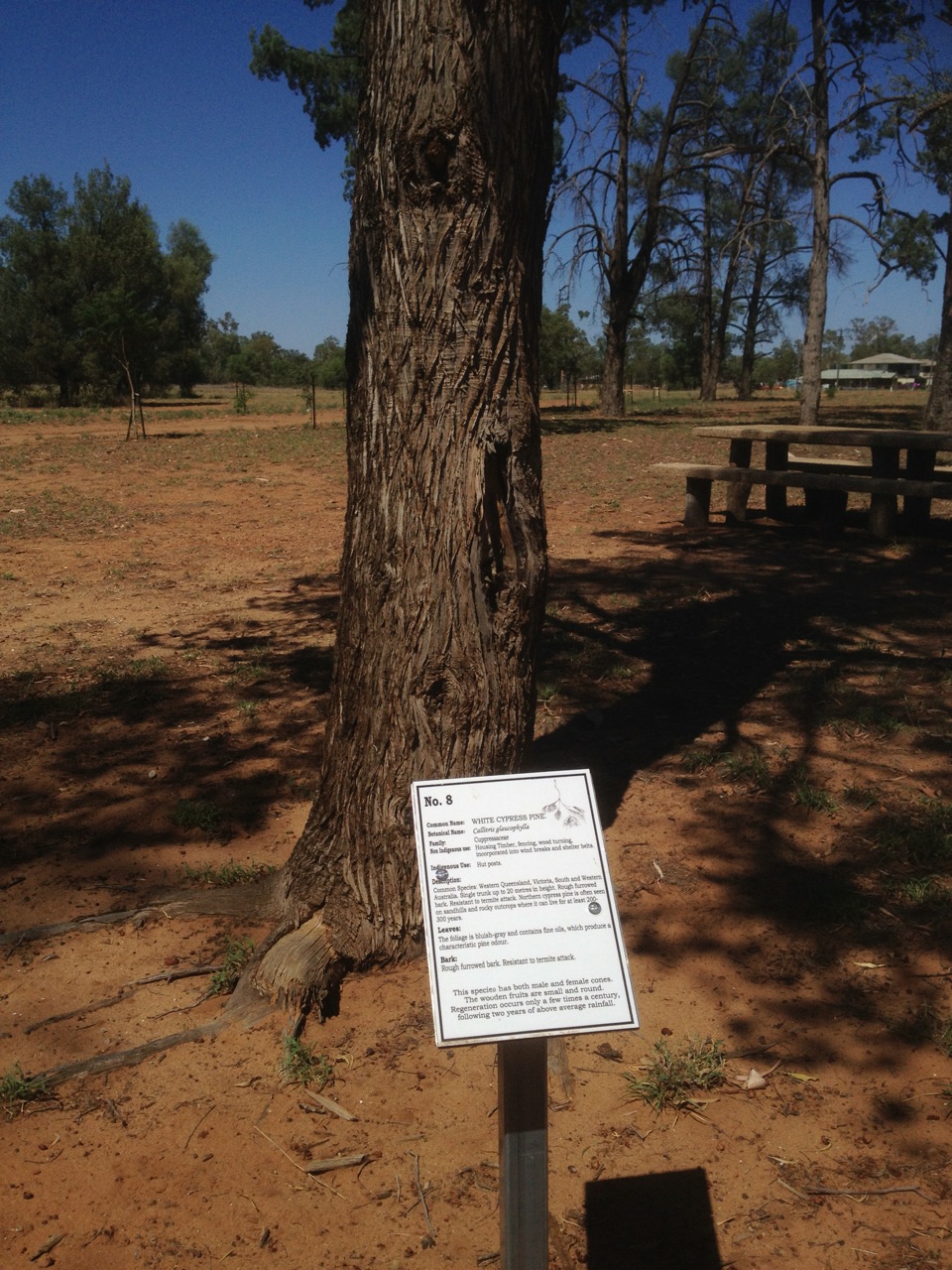 White Cyprus Pine