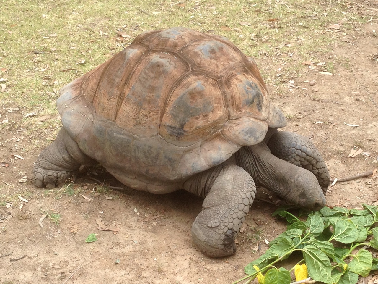 Galapagos Tortoise