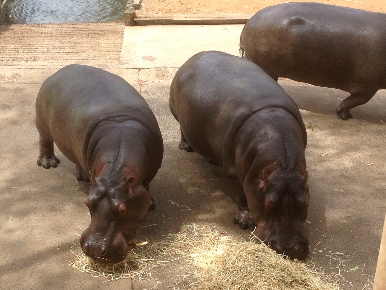 Hippos