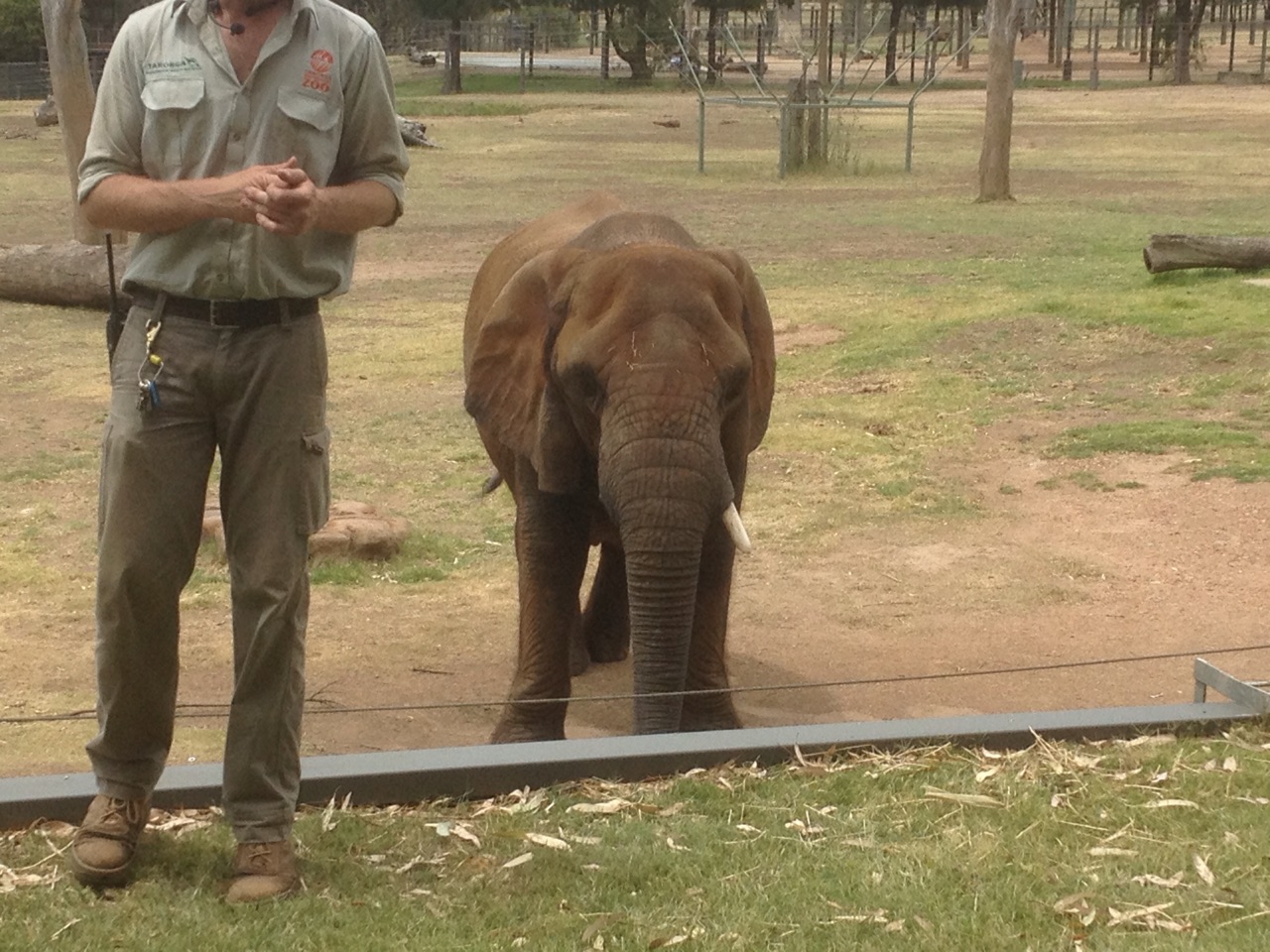 African Elephant