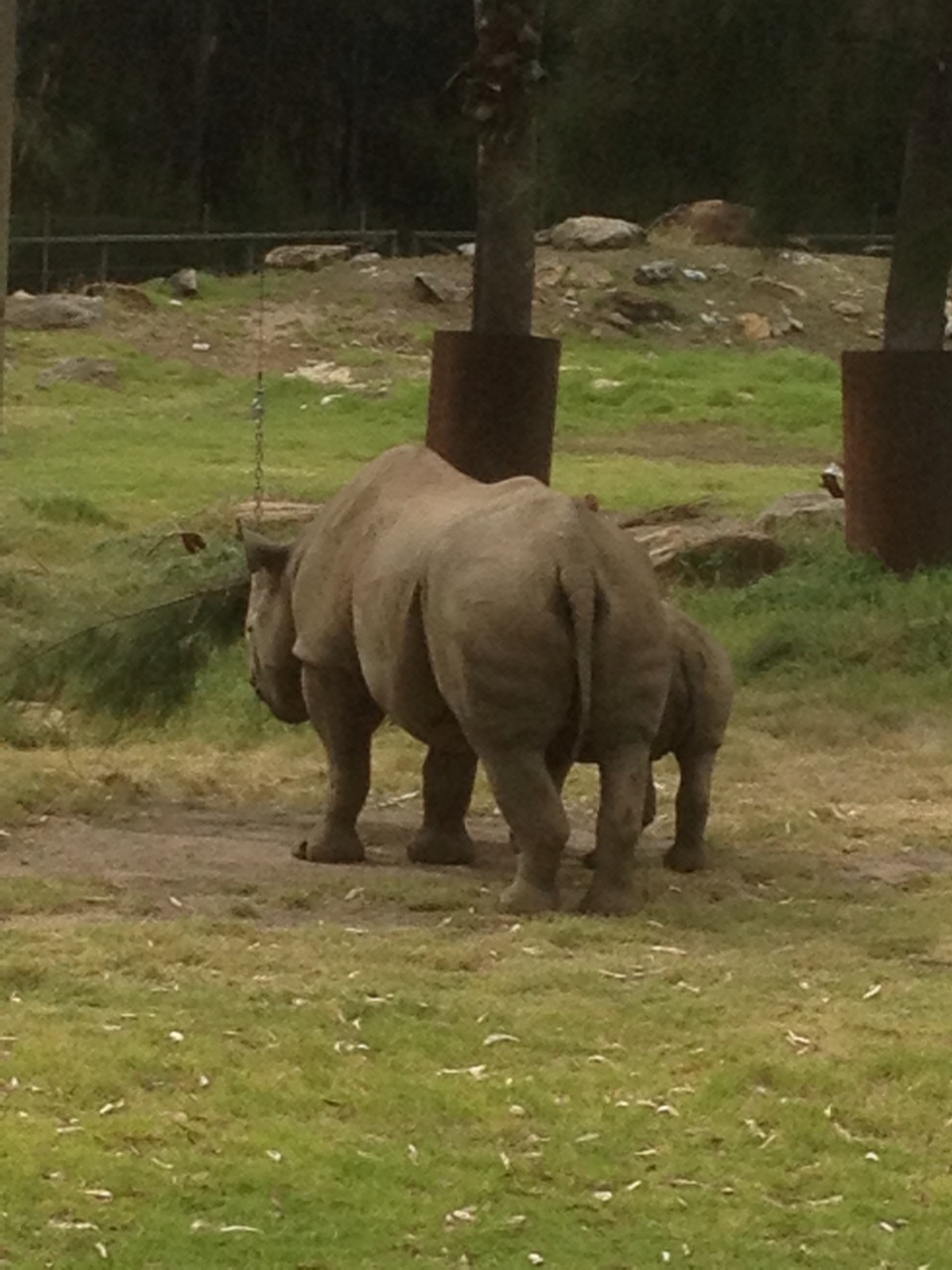 Black Rhino