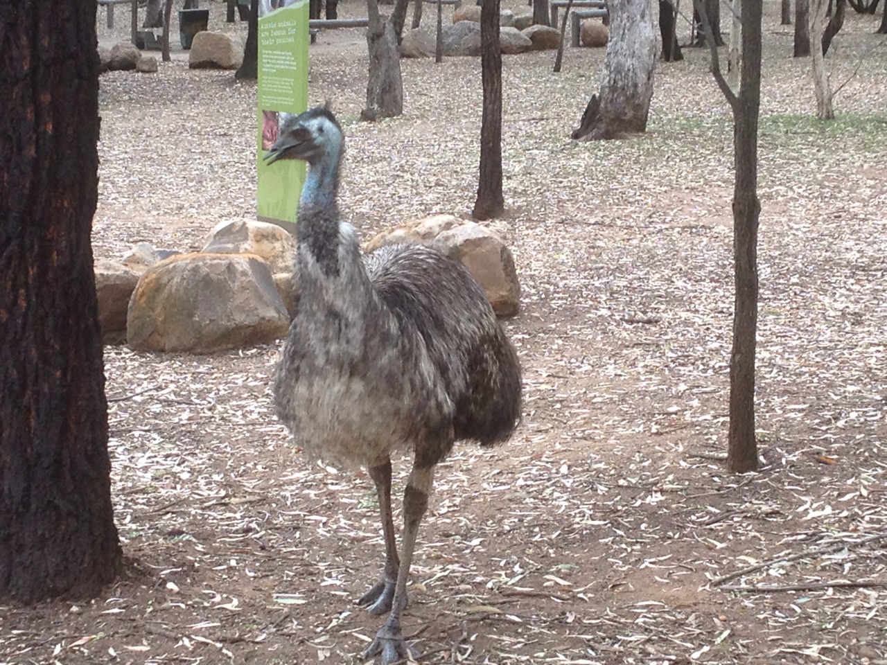 Emu