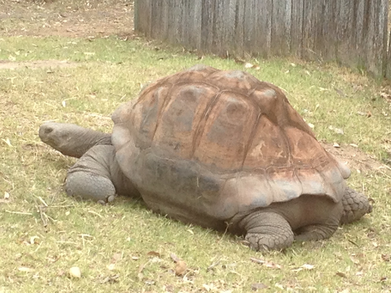 Galapagos Tortoise