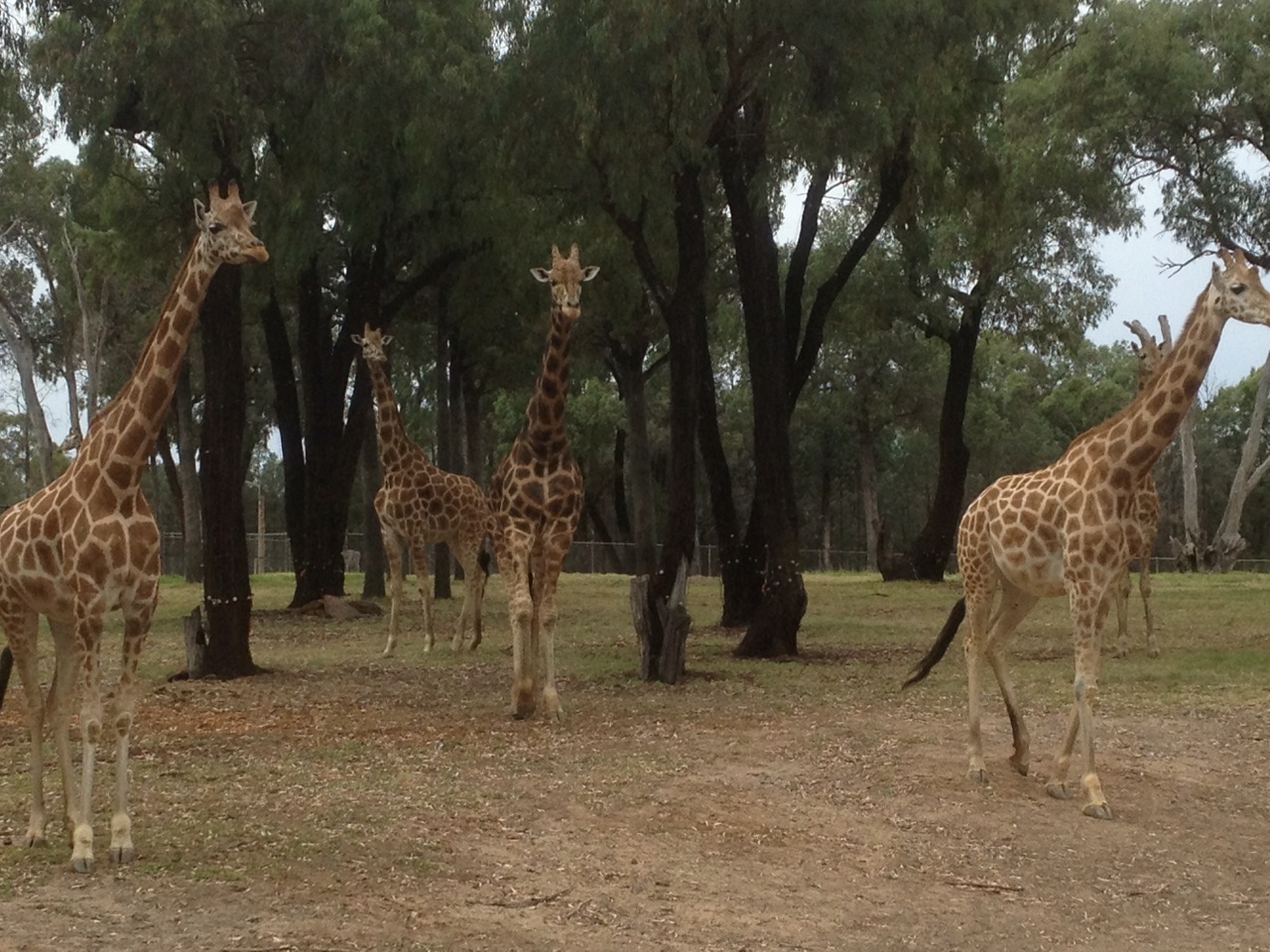 Giraffes