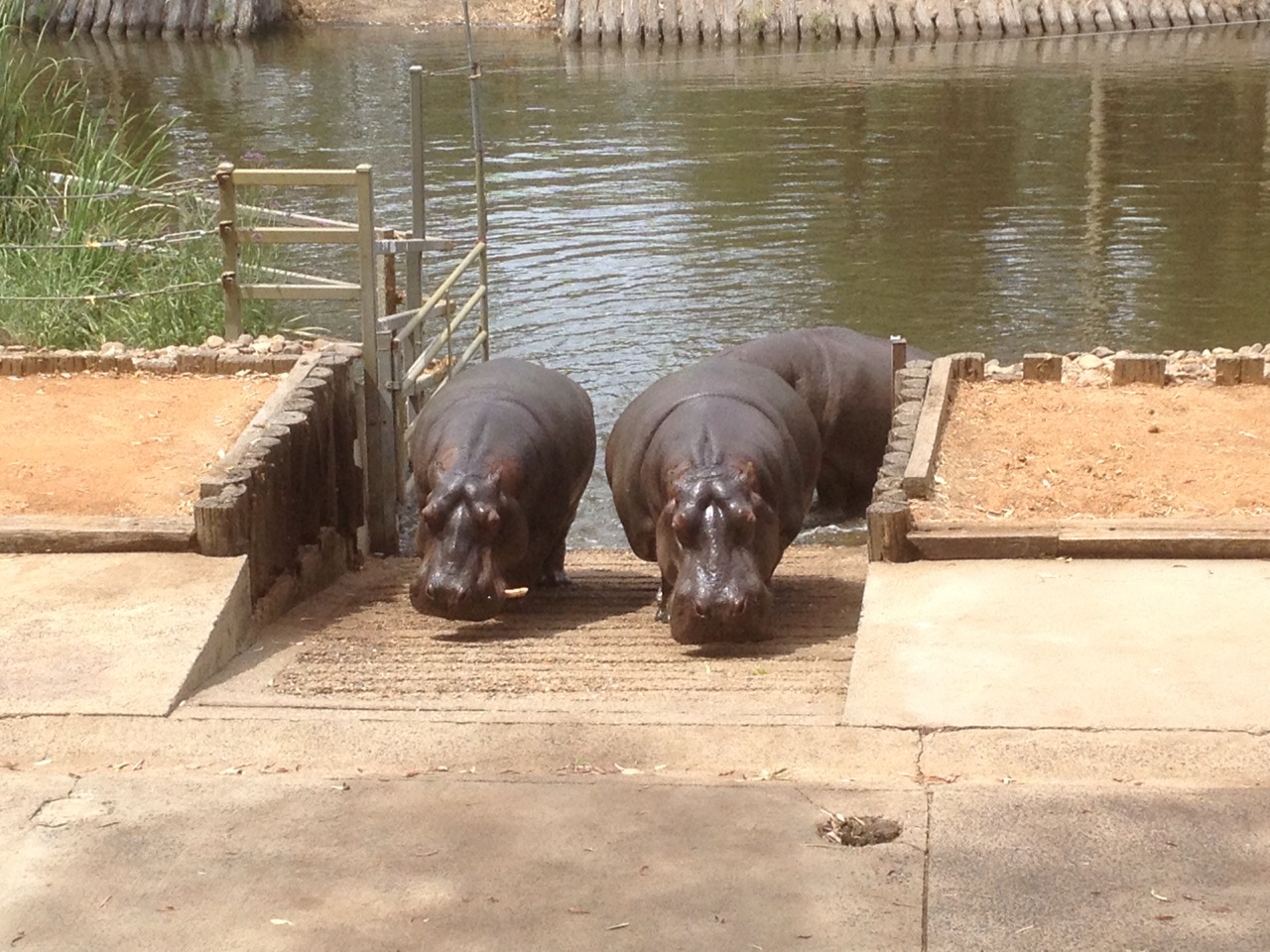 Hippos