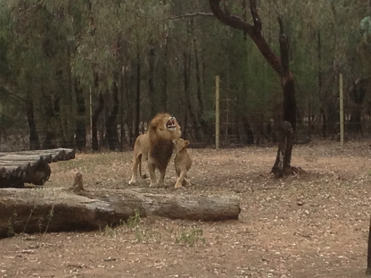Lions