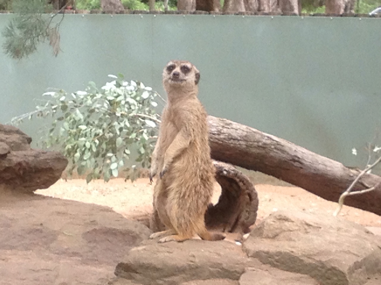 Meerkat