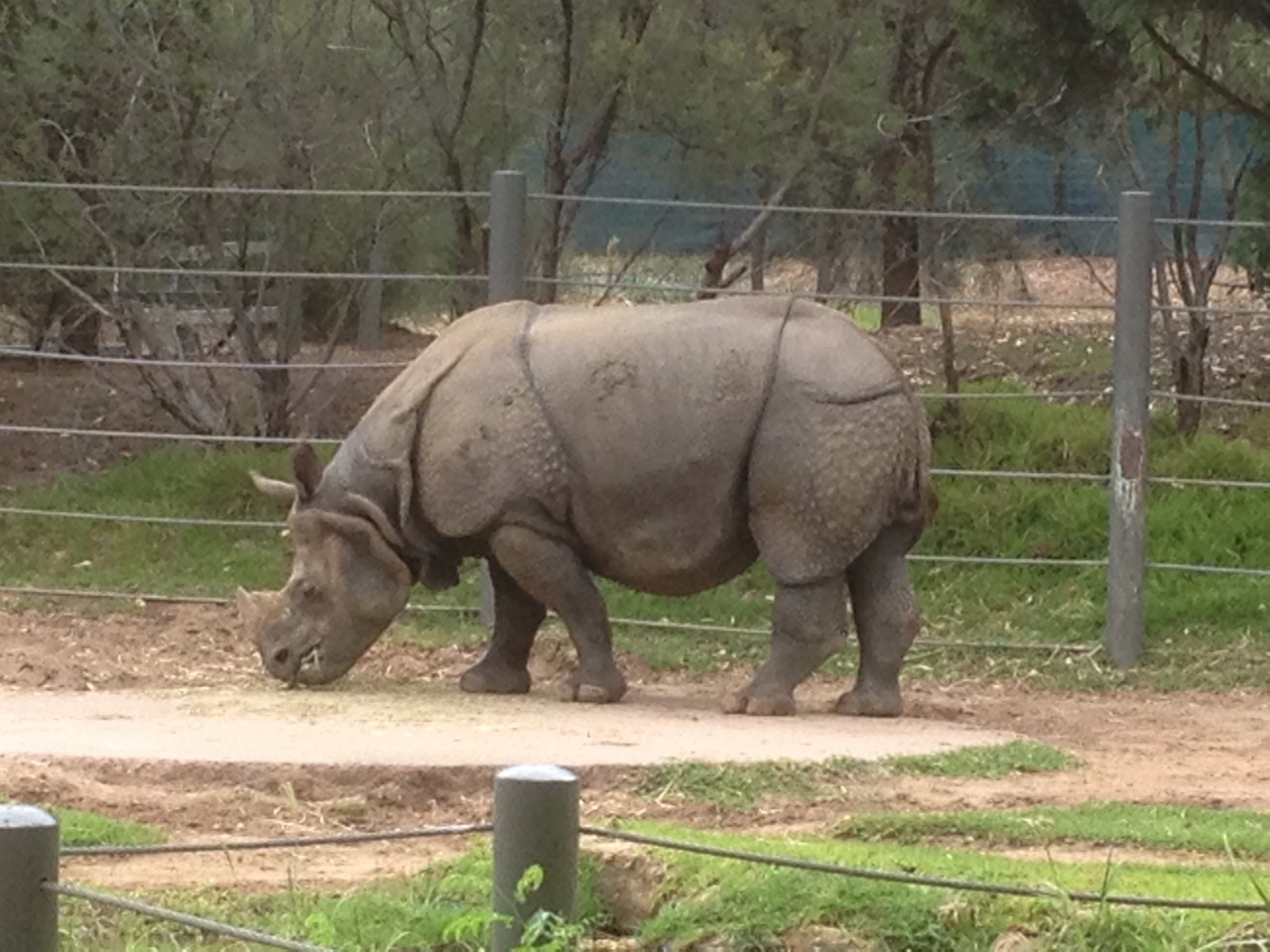 White Rhino