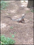Water Dragon