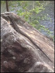 Water Dragon