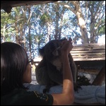 Feeding Sick Koalas