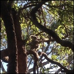 Juvenile Koala