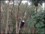 Ziplining
