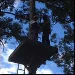 Flying Fox with a Broken Arm
