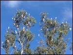 Cockatoos Above the Caravan