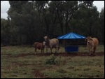 Cattle at the licks