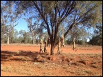 Dead dingoes