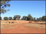 Horses