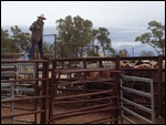 Mustering and Drafting