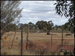 The Mustering Helicopter Arrives