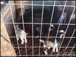 One morning there were 17 new kids in the paddock