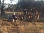 Some of the trapped feral dingoes
