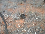 then tried to bury itself