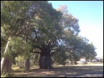 The Largest Bottle Tree