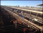 Cattle being auctioned