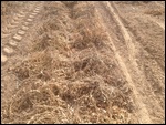 The peanut plants are cut and left to dry