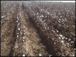 They also grow cotton