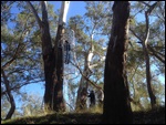 Setting up the flying fox