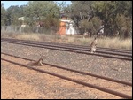 Not many trains come to Charleville!