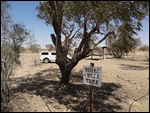 Burke and Wills Tree - Birdsville