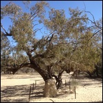 Burkes grave