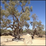 Burke and Wills Dig Tree