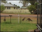 Kangaroos At Our Gate