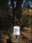 Black Wattle