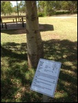 Bottle Tree