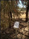 Brigalow