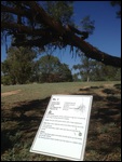 Formans Mallee