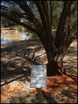 Gidgee