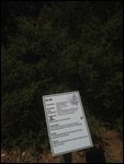 Honey Myrtle