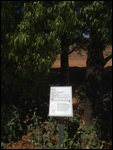 Kurrajong