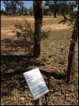 Moreton Bay Ash