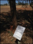 Mugga Ironbark