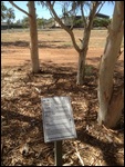 Red River Gum