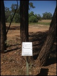 Silver Leaved Iron Bark