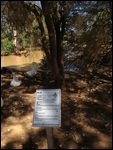 Tea Tree