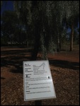 Weeping Myrtle